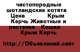 чистопородные шотландские котята › Цена ­ 6 000 - Крым, Керчь Животные и растения » Кошки   . Крым,Керчь